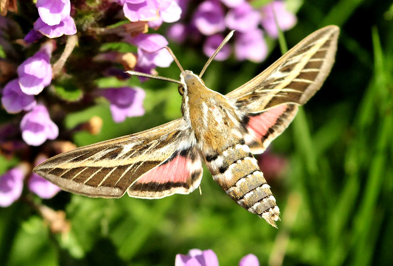 Sphyngidae in volo - Hyles livonica